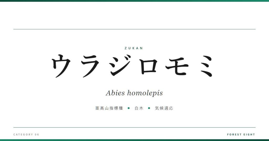 abies-homolepis | Forest Eight