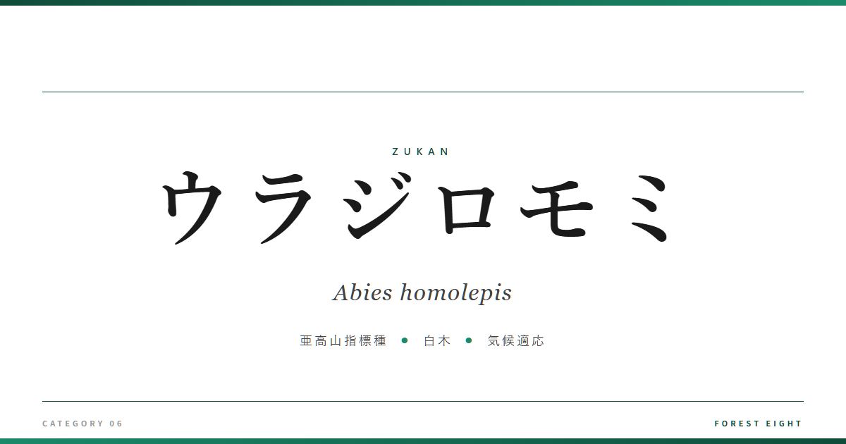abies-homolepis | Forest Eight