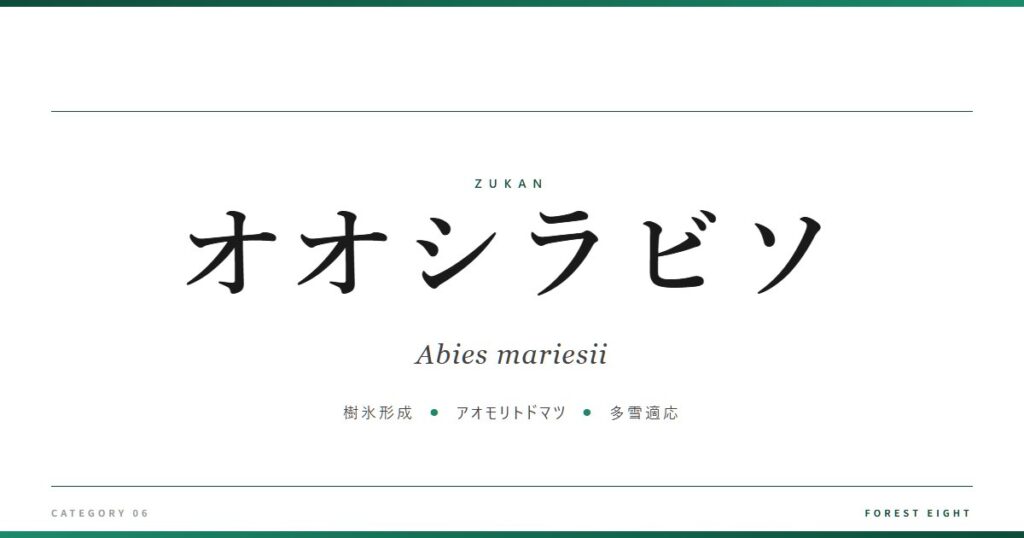 オオシラビソ | 樹木図鑑 - Forest Eight