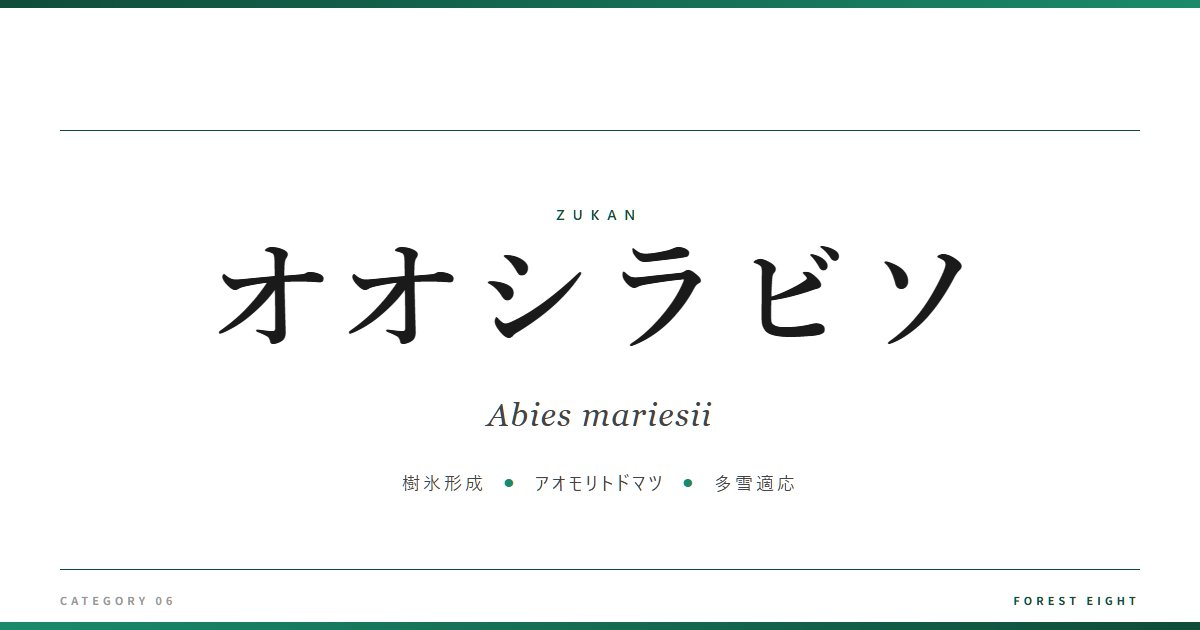 オオシラビソ | 樹木図鑑 - Forest Eight