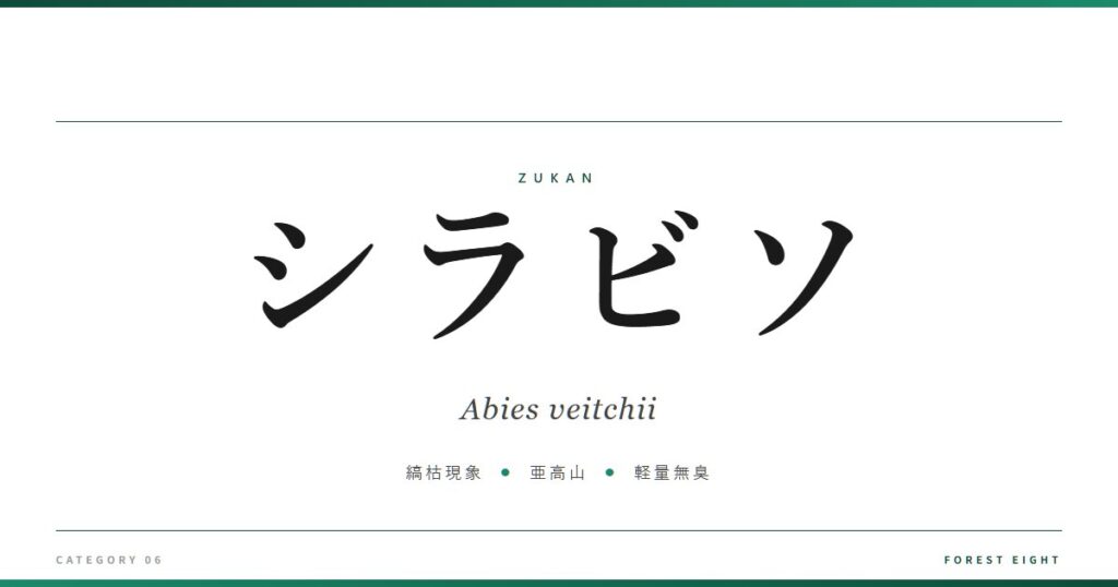 シラビソ | 樹木図鑑 - Forest Eight