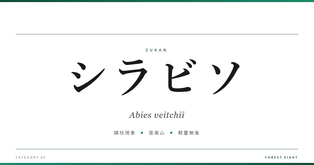 シラビソ | 樹木図鑑 - Forest Eight