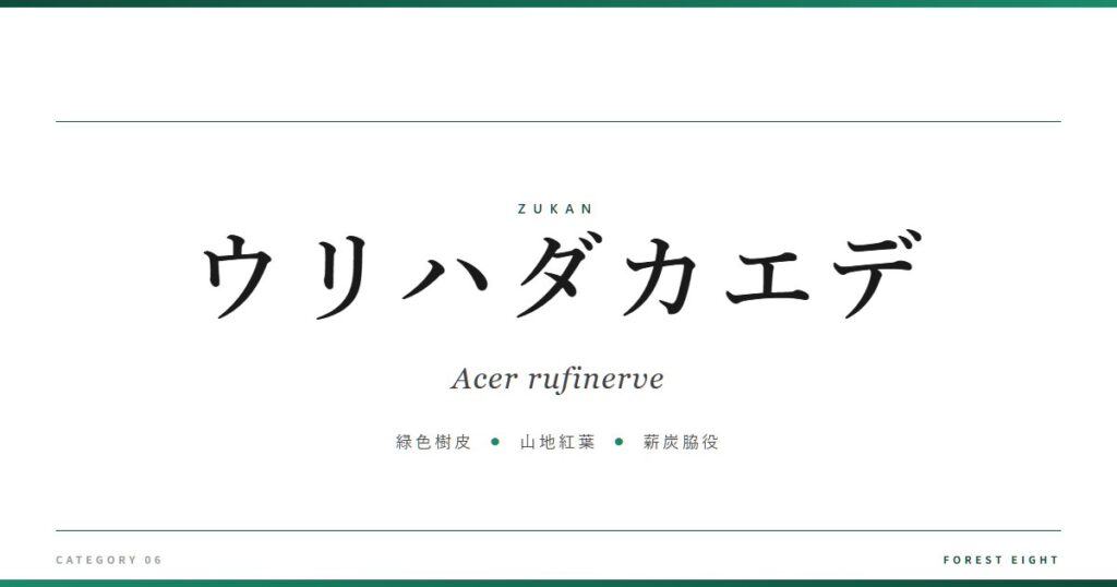 ウリハダカエデ | 樹木図鑑 - Forest Eight