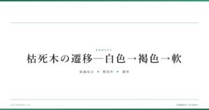 枯死木の遷移─白色→褐色→軟 | 森と所有 - Forest Eight