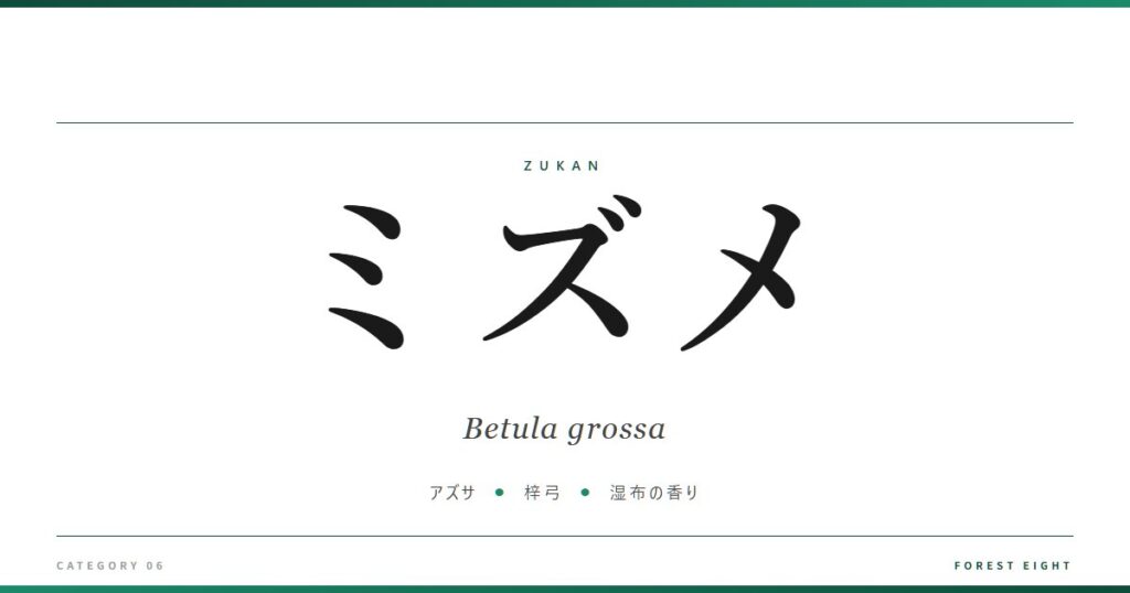 ミズメ | 樹木図鑑 - Forest Eight