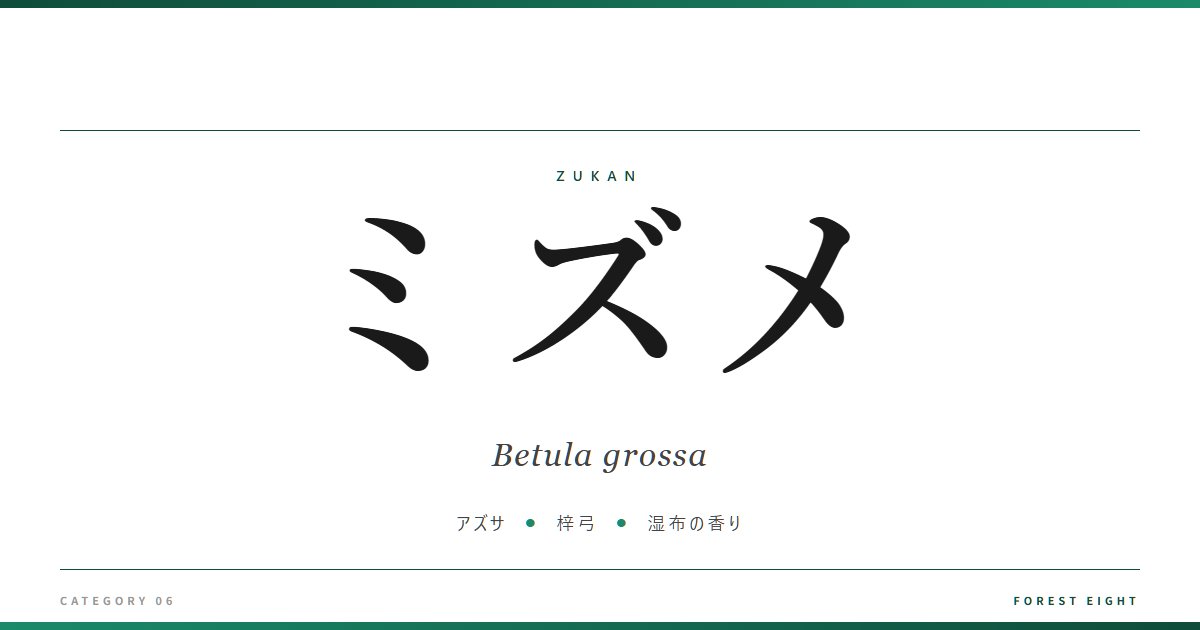 ミズメ | 樹木図鑑 - Forest Eight