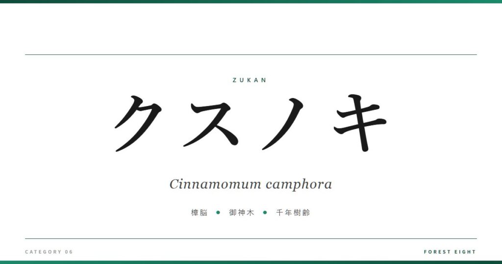 クスノキ | 樹木図鑑 - Forest Eight