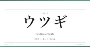 deutzia-crenata | Forest Eight
