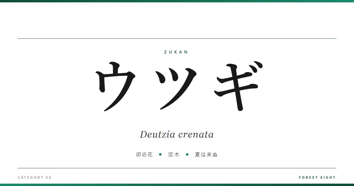deutzia-crenata | Forest Eight