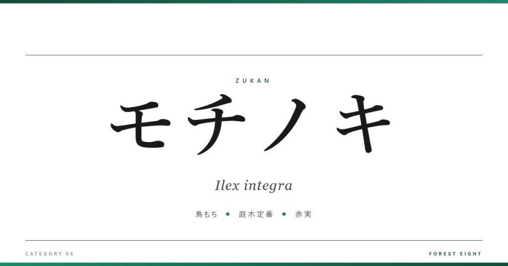 モチノキ | 樹木図鑑 - Forest Eight