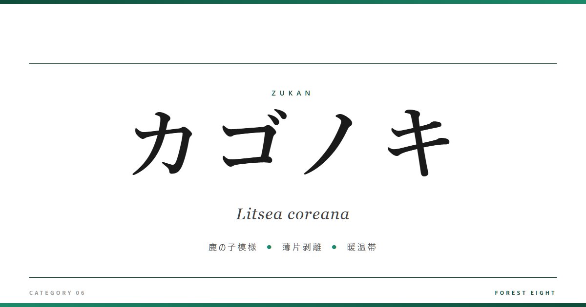 カゴノキ | 樹木図鑑 - Forest Eight