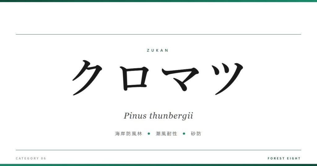 クロマツ | 樹木図鑑 - Forest Eight