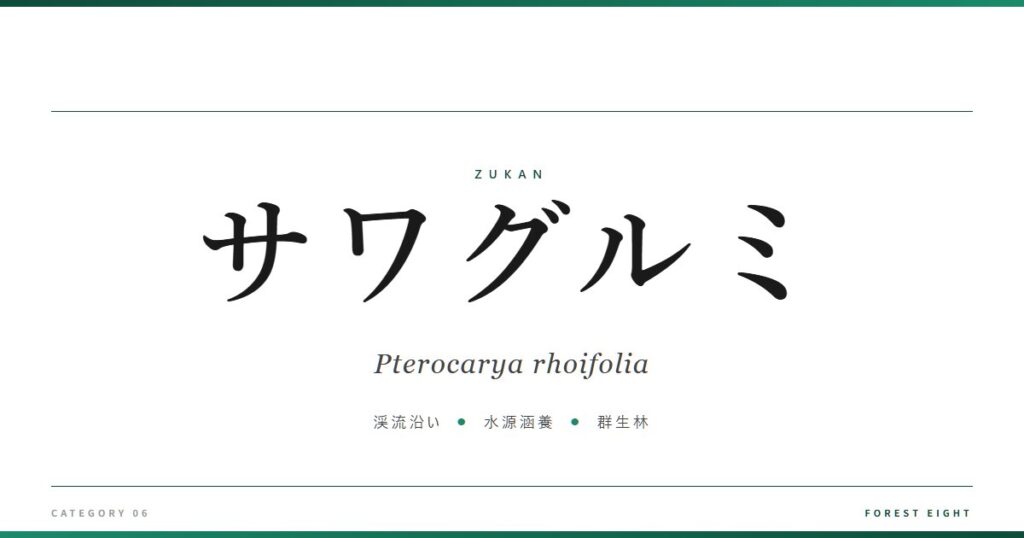 サワグルミ | 樹木図鑑 - Forest Eight
