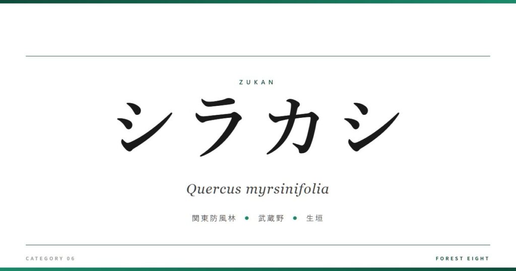 シラカシ | 樹木図鑑 - Forest Eight