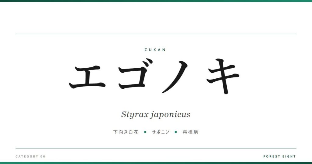 styrax-japonicus | Forest Eight