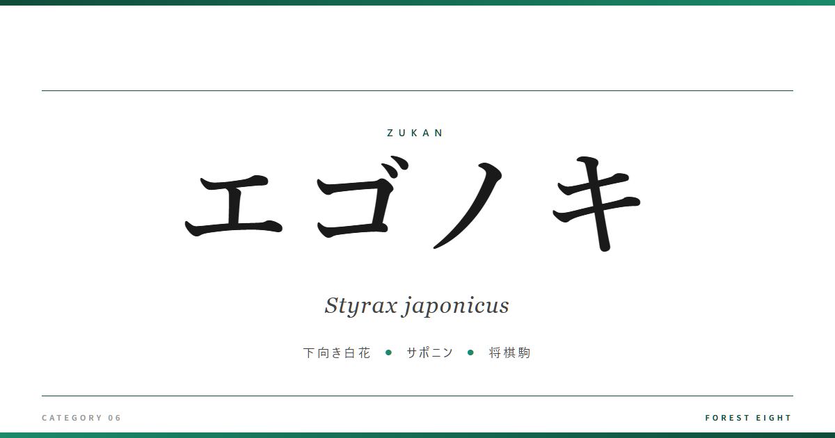 styrax-japonicus | Forest Eight