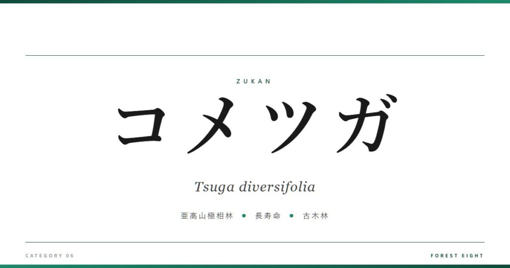 コメツガ | 樹木図鑑 - Forest Eight