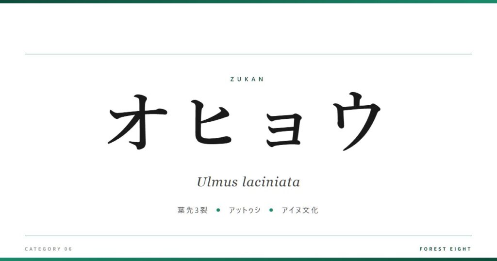 オヒョウ | 樹木図鑑 - Forest Eight