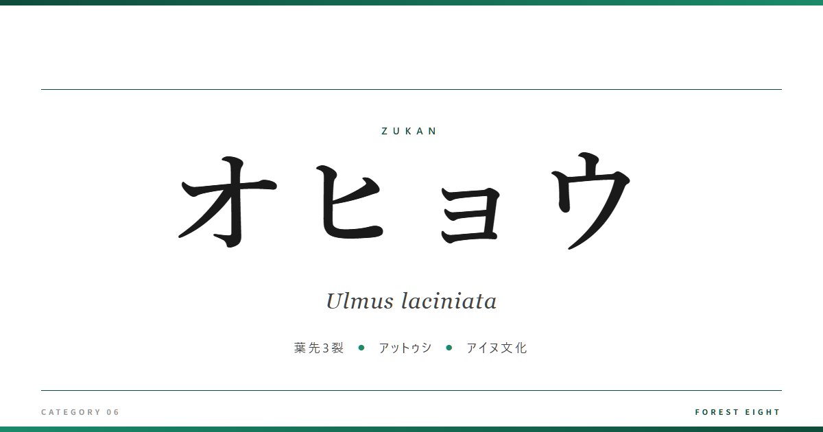 オヒョウ | 樹木図鑑 - Forest Eight