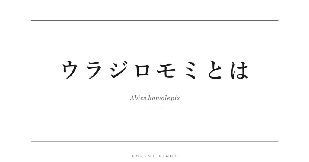 ウラジロモミとは | Forest Eight