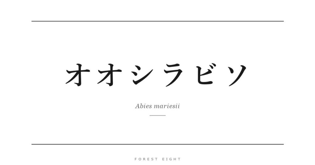 オオシラビソ | Forest Eight