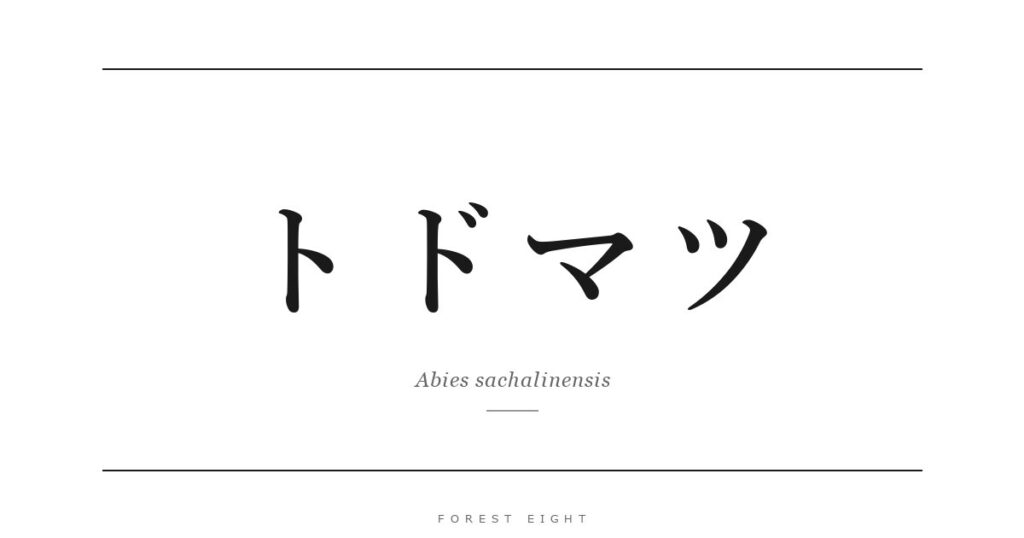 トドマツ | Forest Eight