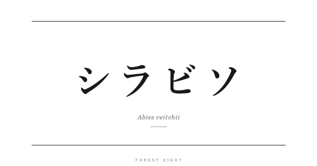 シラビソ | Forest Eight