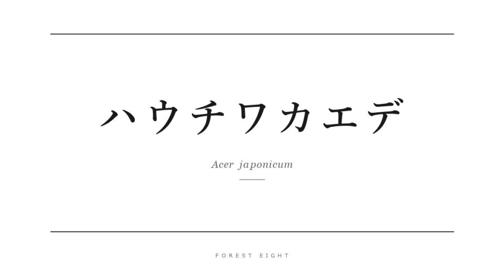 ハウチワカエデ | Forest Eight