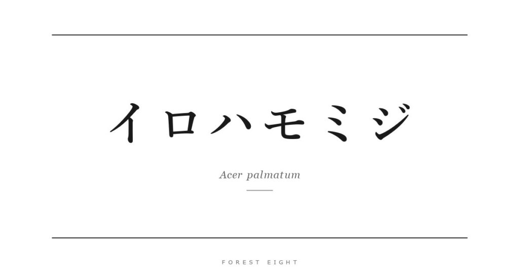 イロハモミジ | Forest Eight