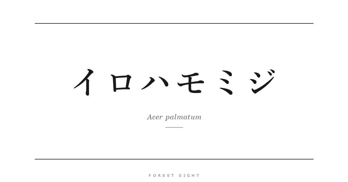 イロハモミジ | Forest Eight