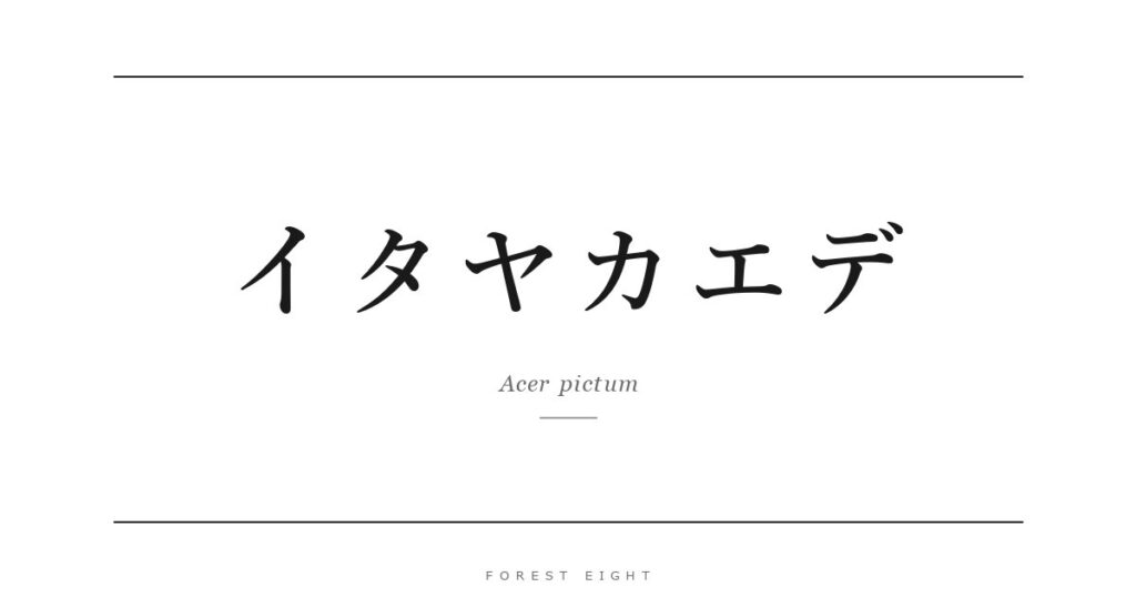イタヤカエデ | Forest Eight