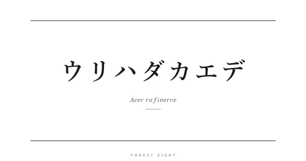 ウリハダカエデ | Forest Eight