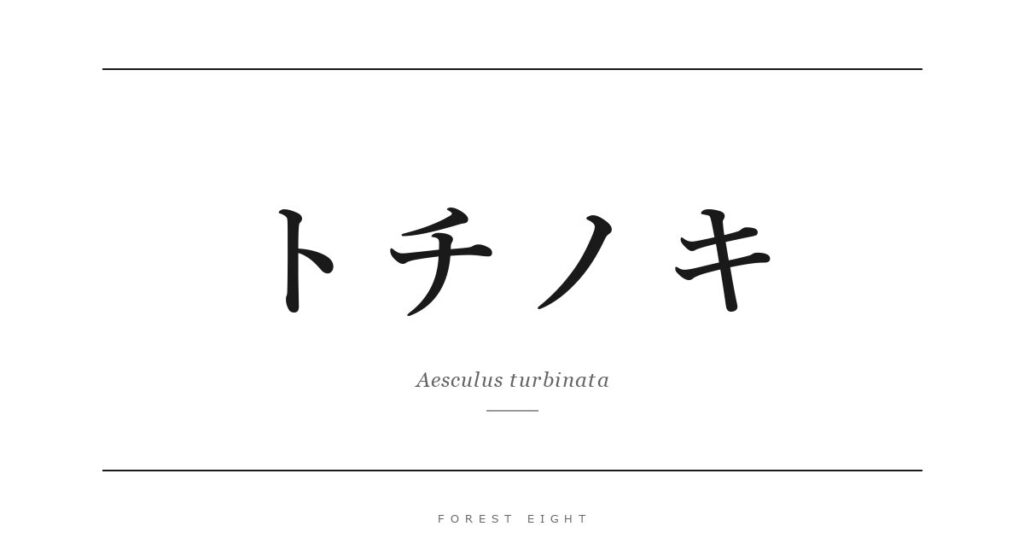 トチノキ | Forest Eight