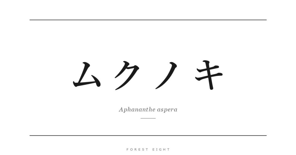 ムクノキ | Forest Eight