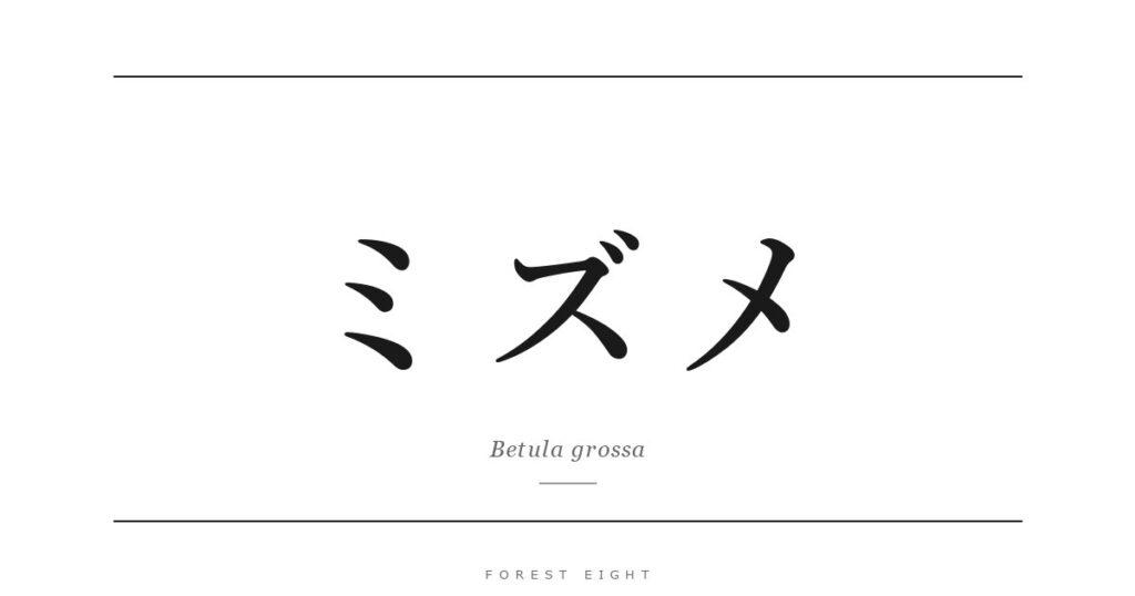 ミズメ | Forest Eight