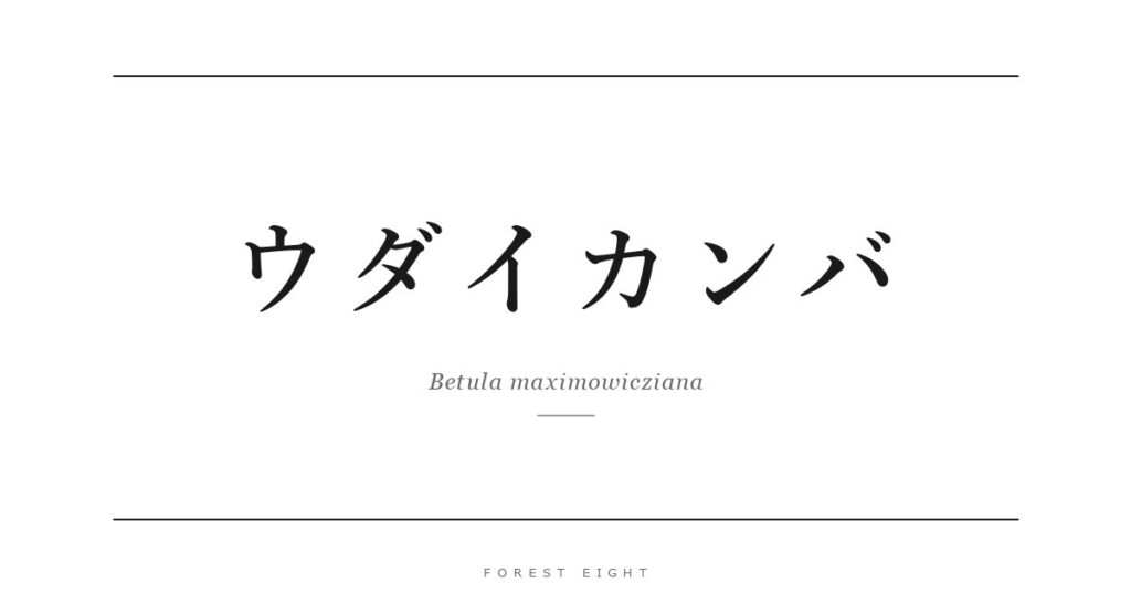 ウダイカンバ | Forest Eight