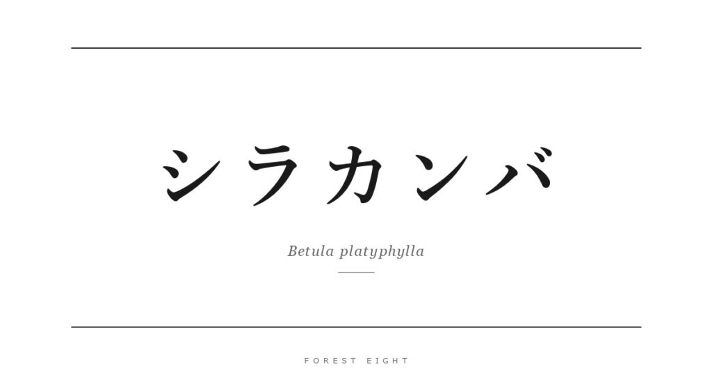 シラカンバ | Forest Eight