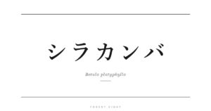 シラカンバ | Forest Eight