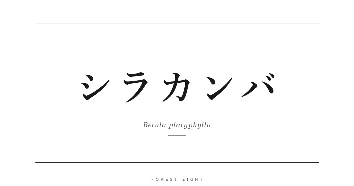 シラカンバ | Forest Eight