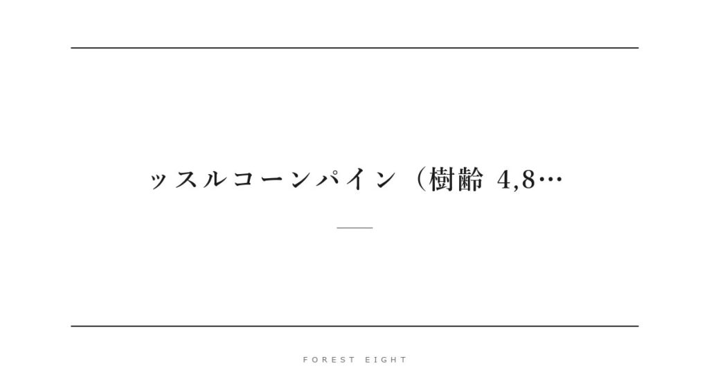 ッスルコーンパイン（樹齢 4,8… | Forest Eight