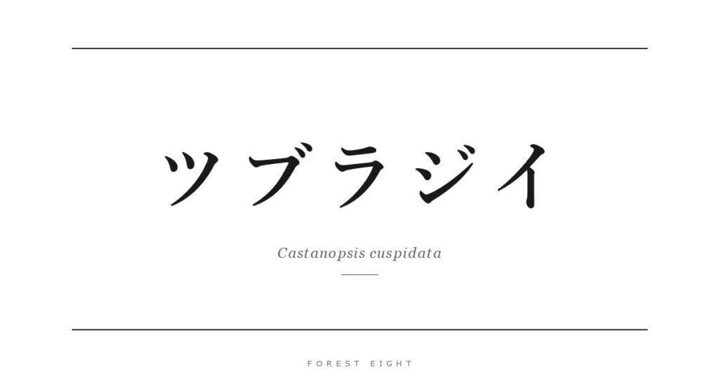 ツブラジイ | Forest Eight