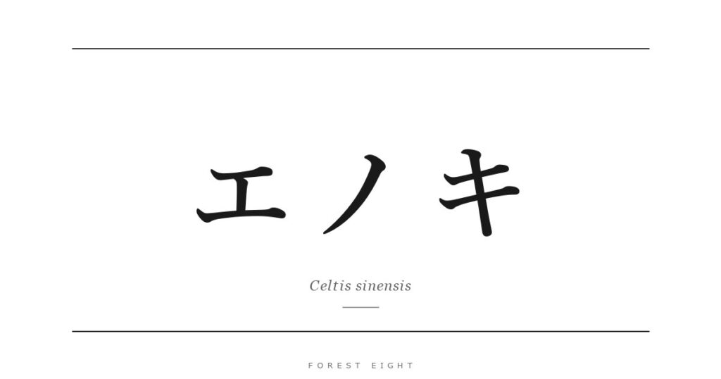 エノキ | Forest Eight