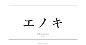 エノキ | Forest Eight