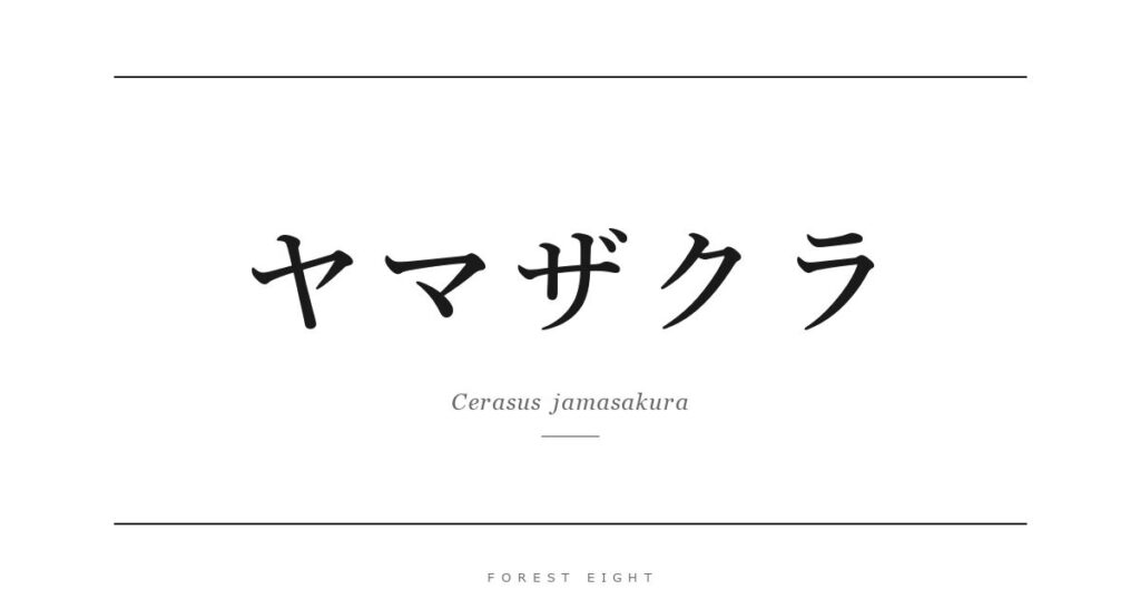 ヤマザクラ | Forest Eight