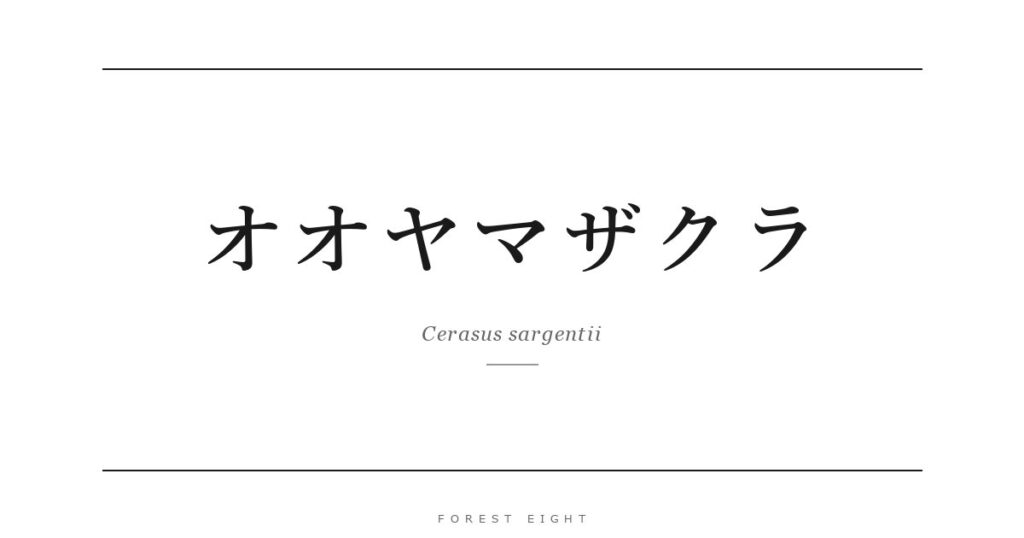 オオヤマザクラ | Forest Eight