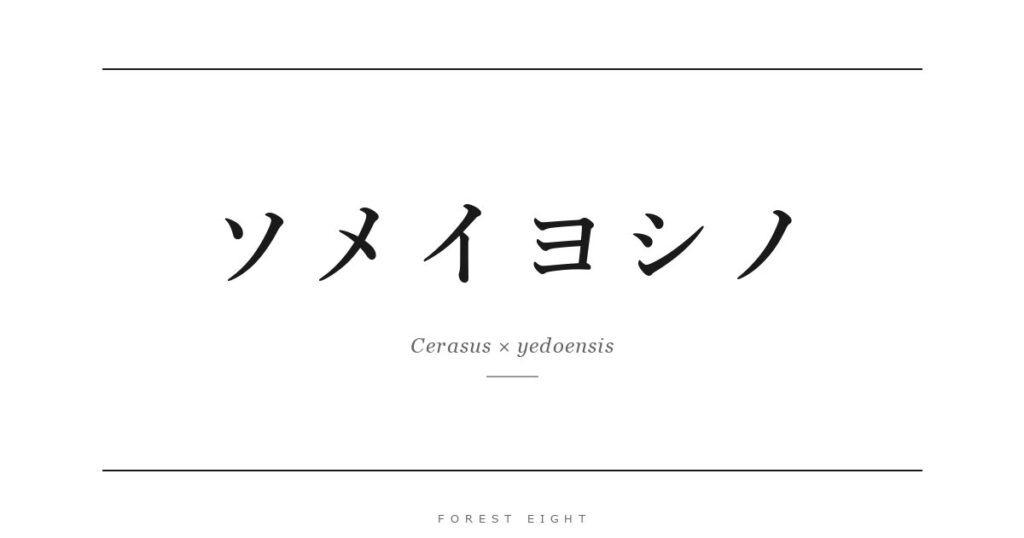 ソメイヨシノ | Forest Eight