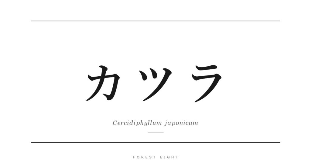 カツラ | Forest Eight