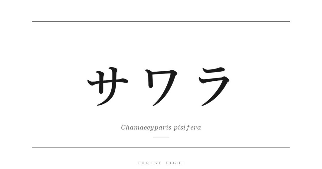 サワラ | Forest Eight
