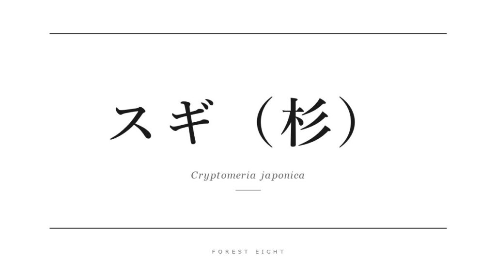スギ（杉） | Forest Eight