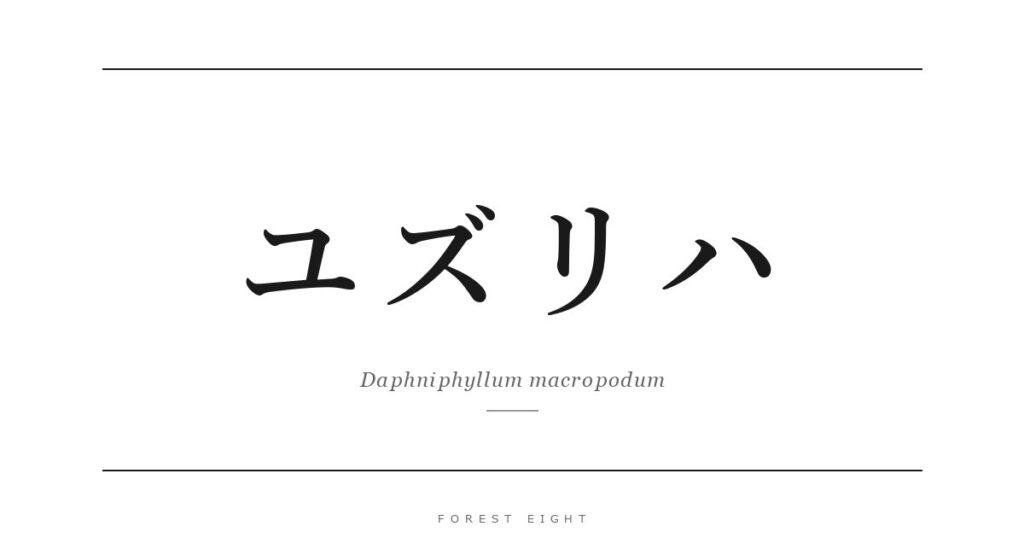 ユズリハ | Forest Eight